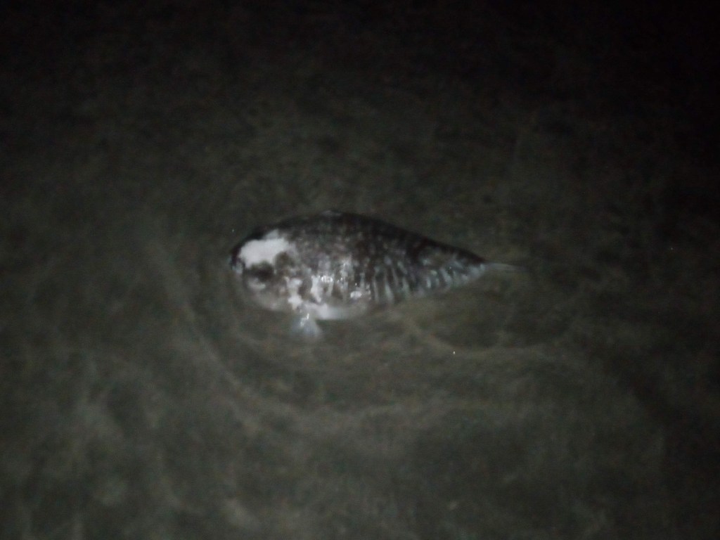 ৩৫ বছর ধরে চাঁদে জমি বিক্রি করা সেই ব্যক্তির পরিচয় এবার প্রকাশ্যে — Bdnews Live24